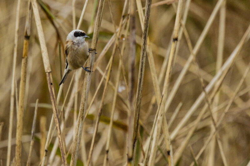 Rémiz penduline mâle